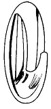CHR Design Hook/Strip