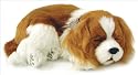 Perfect Petzzz Cavalier King Charles