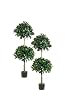 Two 4' Double Ball-shaped Olive Topiary in Pot Two Tone Green