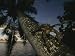 Coconut Crab, Overharvested Elsewhere, Thrive in This Unspoiled Area Photographic Pos...