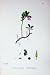 Botany Plants C1902 Red Whortleberry Vaccinium Flower