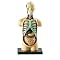 Learning Resources Anatomy Models - Human Body