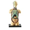 Learning Resources Anatomy Models - Human Body