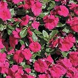 Vinca Seeds - Vinca Cora Burgundy