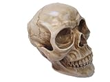 Life size human skull skeleton scientific anatomical realistic model by Fat-catz-copy-catz