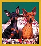 Min Pin Pups Bookmark