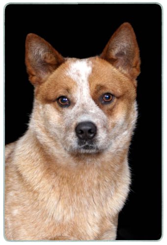 Australian Cattle Dog Cutting Board