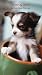 Chihuahua Puppy - Checkbook 2010 Monthly (Checkbook) Calendar