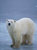 A Polar Bear Stops on a Sheet of Ice Photographic Poster Print, 42x56