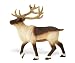 Safari: Reindeer