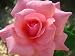 I AM Sending You 101 Tips for Growing and Enjoying Your Own Great Rose Garden To Tell You I Miss You!