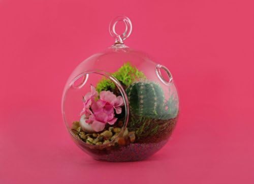 Terrarium Live Indoor Cactus "Pink Flower" in 3-inch Diameter Hanging Glass Globe, Premade