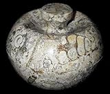 IMAGE OF Coral Stone Candy Dish, Coral 35th Wedding Anniversary Gift