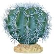 RZIL MELON CACTUS 9" PLANT