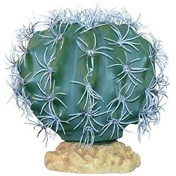 RZIL MELON CACTUS 9" PLANT