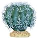 RZIL MELON CACTUS 9" PLANT