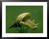 Great Pond Snail, Lymnaea Stagnalis Framed Art Poster Print by Oxford Scientific, 31x25