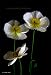 Linda Shier Paper Flowers 13 x 19 Glossy Print with Double Mat