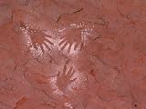 Handprints Painted on a Rock Wall by the Ancient Pueblo People, Also Known as the Anasazi Artists Photographic Poster Print, 18x24