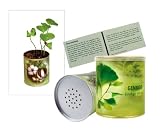 Eigenschaften Bull + Bear  / Greenhouse Ginkgo