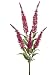 28 Buddleia Bush x5 Beauty (Pack of 12)