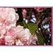 Pink Spring Tree Flowers Coffee Mugs