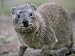 Close-Up of a Rock Hyrax (Heterohyrax Brucei), Kenya, East Africa, Africa Art Photographic Poster Print by N A Callow, 24x18