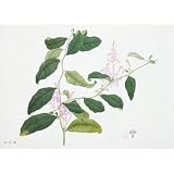 Drawings of Flower Subjects (Print On Demand)