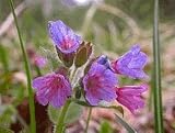 Lungwort 10 Seeds - Pulmonaria - Shade Perennial