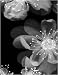 Resplendent (Mini) - Dellinger Gil Art Print Poster 8 x 10