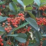 100X Cotoneaster (Franchetti) Hedging, Hedges - 40-60cm -BAREROOT