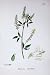 Botany Plants C1902 White Melilot Melilotus Alba Flower