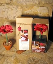 Red Daisy Boxed Topiary Flower Pen