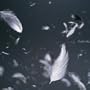 Lighter Subjects