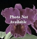 Epidendrum parkinsonianum (Bare root plant)