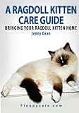 A Ragdoll Kitten Care Guide: Bringing Your Ragdoll Kitten Home A Ragdoll Kitten Care Guide: Bringing Your Ragdoll Kitten Home
