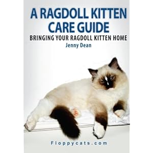 A Ragdoll Kitten Care Guide: Bringing Your Ragdoll Kitten Home