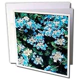 Flowers - Hydrangea - Greeting Cards-12 Greeting Cards with envelopes