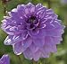 Blue Boy Semi-Dinnerplate Dahlia - 2 Tubers