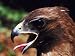 Close Up of Red-Tail Hawk Photographic Poster Print, 16x12 Image