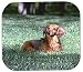 Longhaired Dachshund Full Body Mouse Pad