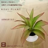[Present-web] 【 水やり不要 】観葉植物 造花 葉 リアルプラント 小型 人工 部屋 リアル 会社 緑 おしゃれ インテリア フェイクグリーン 【グリーン】