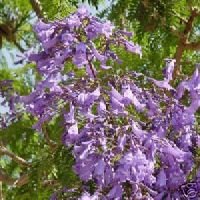 BLUE JACARANDA - 40 Seeds - Jacaranda mimosifolia