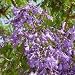 BLUE JACARANDA - 40 Seeds - Jacaranda mimosifolia