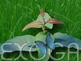 Eigenschaften Exoga  / Zitronen Eukalyptus Eucalyptus citriodora Samen