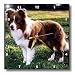 Dogs Border Collie - Border Collie Tan and White - Wall Clocks