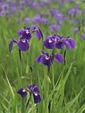 Blue Flag Iris Flowers (Iris Setosa), North America Stretched Canvas Poster Print by Patrick Endres, 30x40