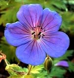 Hardy Geranium Blue Sunrise - B0012AHPVY