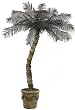 10' OUTDOOR Cycas Palm Tree