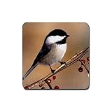 Chickadee Rubber Square Coaster (4 pack)